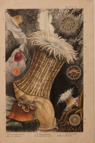 Tafel II, Studie für 