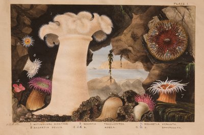 Tafel I, Studie für 