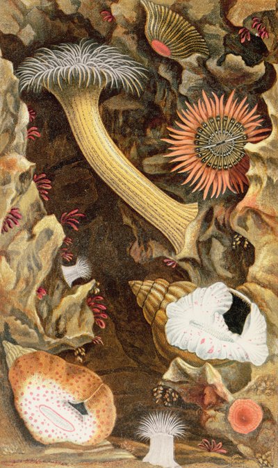 Schlangenhaarige Anemonen, Tafel III aus 