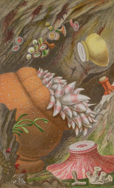 Der purpurrote Kaiser, der gelbe Kaiser und der Globehorn, Tafel IX aus Actinologia Britannica: Eine Geschichte der britischen Seeanemonen und Korallen, 1860 von Philip Henry Gosse
