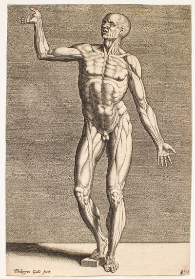 Studie einer menschlichen Figur mit freigelegten Sehnen und Muskeln, von vorne gesehen von Philips Galle