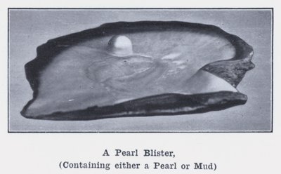 Eine Perlenblase, die entweder eine Perle oder Schlamm enthält (s/w Foto) von Photographer Australian