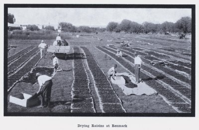 Rosinen trocknen in Renmark (s/w Foto) von Photographer Australian