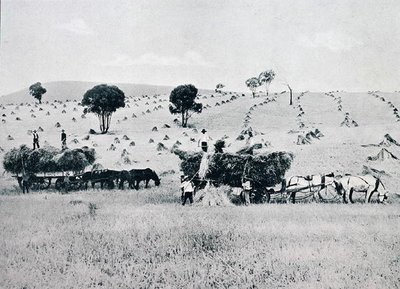 Ernte, New South Wales, ca. 1900, aus 