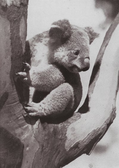 Der einzigartige Koala oder einheimischer Bär von Photographer Australian