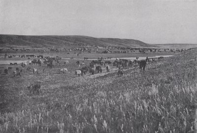 Weidevieh auf den hügeligen Hochländern von Alberta von Photographer Canadian
