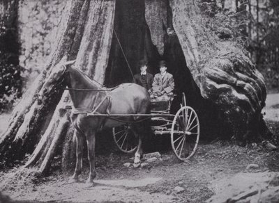 Der große Baum, Stanley Park, Vancouver von Photographer Canadian