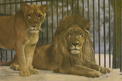 Kölner Zoo, Löwen von Photographer German