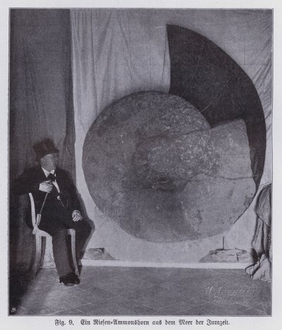 Fossil eines riesigen Ammoniten, Meeresbewohner der Jurazeit von Photographer German
