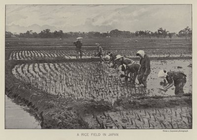 Ein Reisfeld in Japan von Photographer Japanese