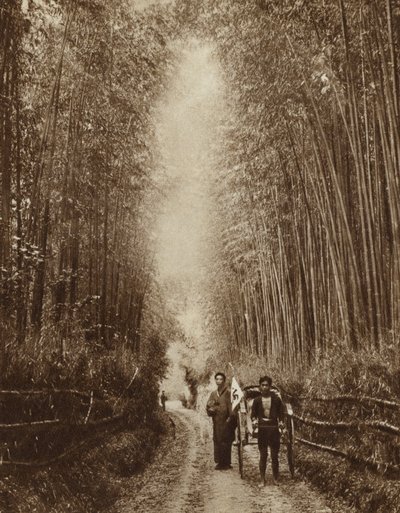 Bambushain, Japan von Photographer Japanese