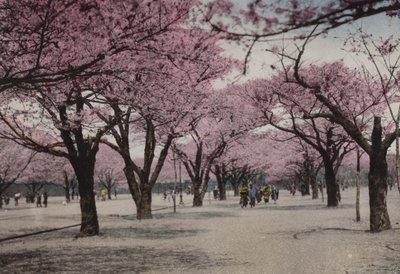 Japan, ca. 1912: Kirschblüte im Uyeno Park, Tokio von Photographer Japanese