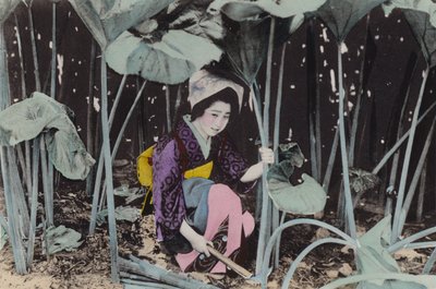 Japan, ca. 1912: Riesiger Sumpfrhabarber, Wildpflanze, Akita (Foto) von Photographer Japanese