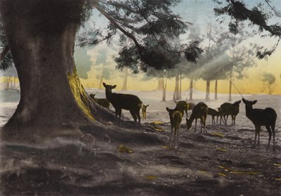 Japan, ca. 1912: Kasuga-Tempelgelände mit zahmen Hirschen, die umherstreifen, Nara von Photographer Japanese