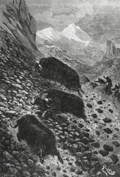 Moschusochsen, Holzschnitt von Edouard Riou (1833-1900) von Blaise Nicolas Le Sueur