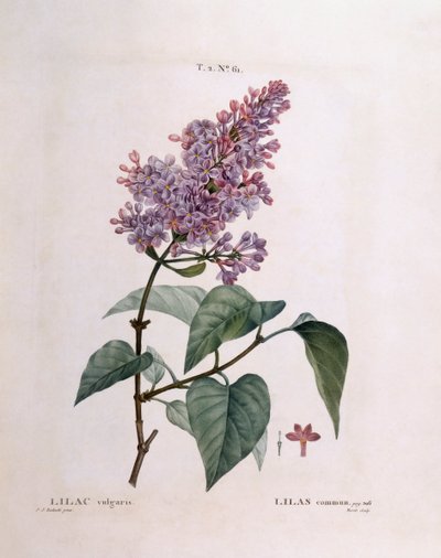 Flieder (Syringa vulgaris), botanische Tafel von Pierre Joseph Redouté von Pierre Joseph Redouté