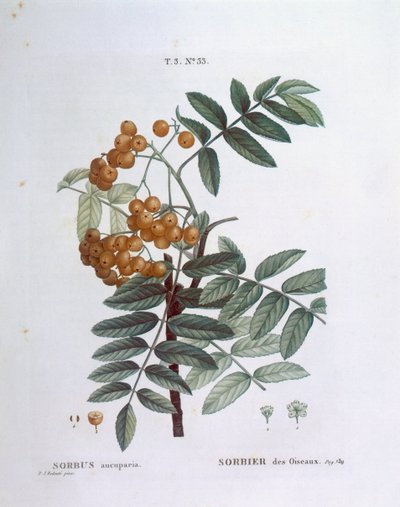 Eberesche, botanische Tafel von Pierre Joseph Redouté von Pierre Joseph Redouté