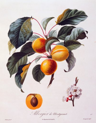 Früchte und Blumen der Aprikose Albergier De Montgamet, um 1846, kolorierte Gravur von Pierre-Antoine Poiteau aus Pomologie Francais, Frankreich von Pierre Antoine (after) Poiteau