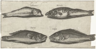 Grundel, Barsch, Wittling und ein anderer Fisch von Pierre Firens