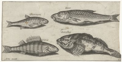 Karpfen, Elritze, Wels und ein Barsch von Pierre Firens