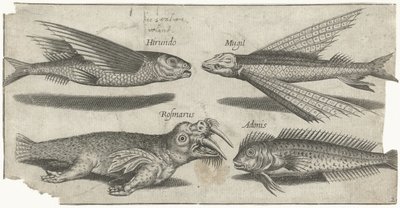 Fliegender Knurrhahn, Kliesche, Schleimfisch und ein Walross von Pierre Firens