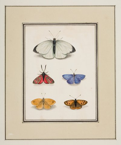 Schmetterlinge, ca. 1755-65 von Pierre Francois Ledoulx