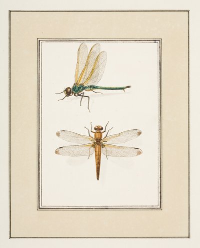 Libellen, ca. 1755-65 von Pierre Francois Ledoulx