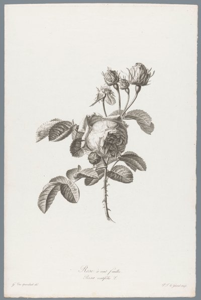 Hundertblättrige Rose von Pierre François Legrand