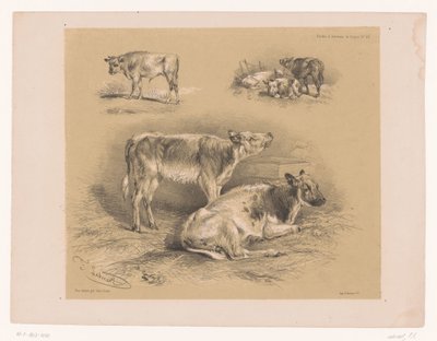 Drei Studien von Rindern von Pierre Frédéric Lehnert