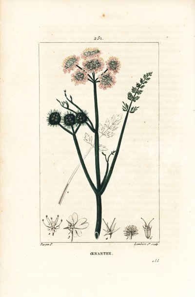 Wasserfenchel - Feinblättriger Wasserfenchel, Oenanthe aquatica von Pierre Jean Francois Turpin