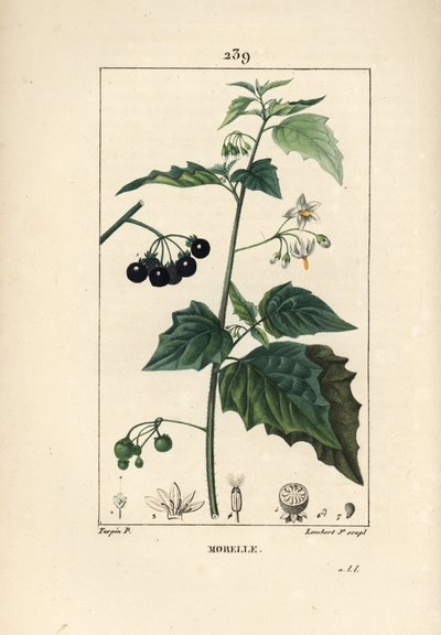 Schwarzer Nachtschatten, Hundekiller oder Wolfstraube - Schwarzer Nachtschatten, Solanum nigrum. Handkolorierte Punktkupferstich von Lambert Junior nach einer Zeichnung von Pierre Jean-Francois Turpin aus Chaumeton, Poiret und Chamberet