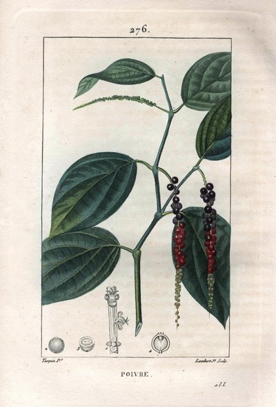 Botanik: Schwarzer Pfeffer - Schwarzer Pfeffer mit Blättern und Pfefferkörnern, Piper nigrum. Handkolorierter Kupferstich von Lambert nach einer Zeichnung von Pierre Jean-Francois Turpin aus Chaumeton, Poiret et Chamberet