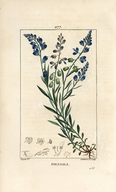 Gewöhnlicher Kreuzblütler, Polygala vulgaris, mit Blüte, Blatt, Stiel und Wurzel. Handkolorierter Kupferstich von Lambert Junior nach einer Zeichnung von Pierre Jean-Francois Turpin aus Chaumeton, Poiret und Chamberets „La Flore Medicale“, Paris, Panckouck von Pierre Jean Francois Turpin