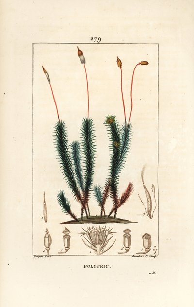 Gewöhnliches Haarmützenmoos, Polytrichum commune. Handkolorierte Punktkupferstichgravur von Lambert Junior nach einer Zeichnung von Pierre Jean-Francois Turpin aus Chaumeton, Poiret und Chamberet