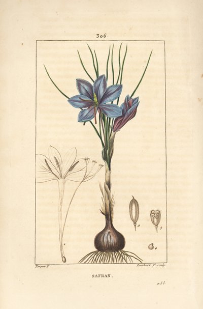 Krokus - Safrankrokus, Crocus sativus, zeigt Blume, Blatt, Stängel, Zwiebel und Stigma. Handkolorierter Kupferstich von Lambert Junior nach einer Zeichnung von Pierre Jean-Francois Turpin aus Chaumeton, Poiret und Chamberet