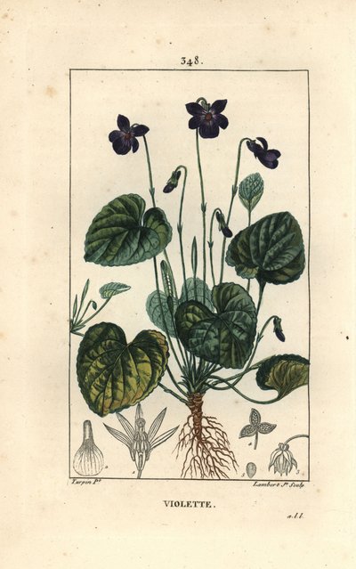 Duftveilchen - Duftveilchen, Viola odorata, mit Blüte, Blatt, Stängel und Wurzeln. Handkolorierter Kupferstich von Lambert Junior nach einer Zeichnung von Pierre Jean-Francois Turpin aus Chaumeton, Poiret und Chamberet
