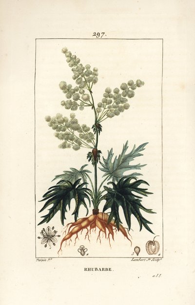 Gartenrhabarber - Rhabarber, Rheum rhabarbarum (Rheum palmatum), mit Blume, Stiel, Blatt, Samen und Wurzel von Pierre Jean Francois Turpin