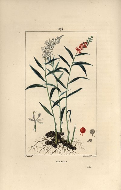 Großer Galanga oder Galanga - Großer oder Thai-Galangal, Alpinia galanga, zeigt Blüten, Beeren, Blätter und Rhizomwurzel von Pierre Jean Francois Turpin
