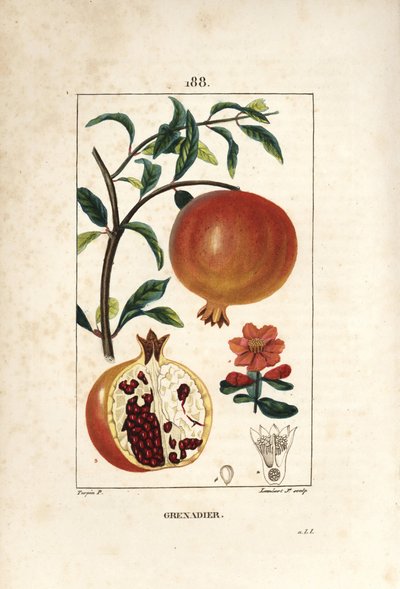 Granatapfelbaum, Punica granatum, mit Blatt, Blüte, Frucht und Querschnitt durch die Frucht, die Samen zeigt. Handkolorierte Punktkupferstich von Lambert Junior nach einer Zeichnung von Pierre Jean-Francois Turpin aus Chaumeton, Poiret und Chamberet