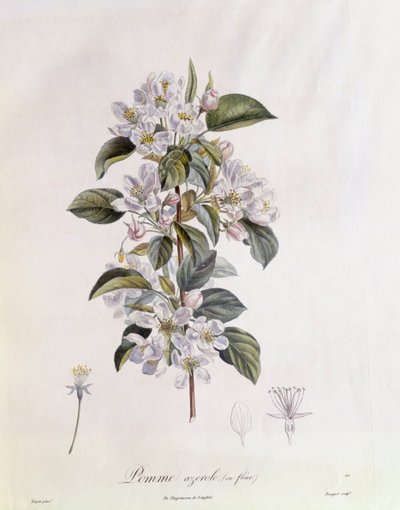 Weißdorn (Crataegus azarolus) Blume, botanische Tafel von Pierre Jean Francois Turpin von Pierre Jean Francois Turpin