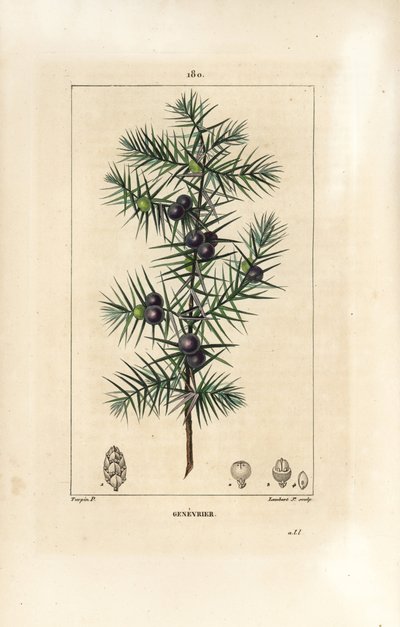 Wacholderbaum, Juniperus vulgaris, zeigt Blatt, Beere und Stiel von Pierre Jean Francois Turpin