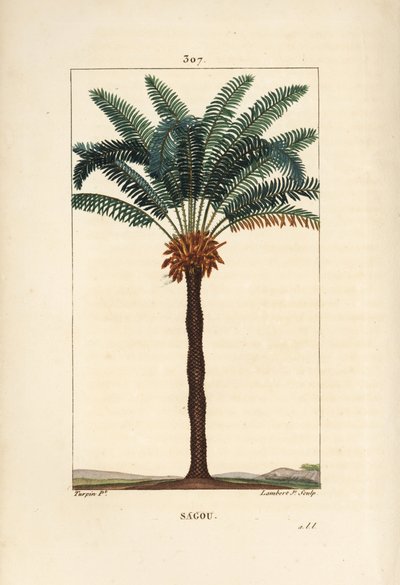 Großer Zweig oder große Cycas - Königin-Sago, Cycas circinalis, mit Blatt, Samen und Stamm. Handkolorierter Kupferstich von Lambert Junior nach einer Zeichnung von Pierre Jean-François Turpin aus Chaumeton, Poiret und Chamberet