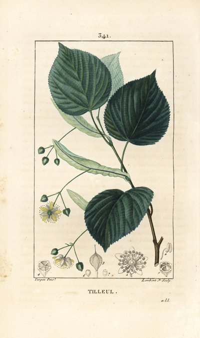 Lindenbaum, Tilia europea, mit Blatt, Zweig, Blüte und Samen. Handkolorierter Kupferstich von Lambert Junior nach einer Zeichnung von Pierre Jean-Francois Turpin aus Chaumeton, Poiret und Chamberet