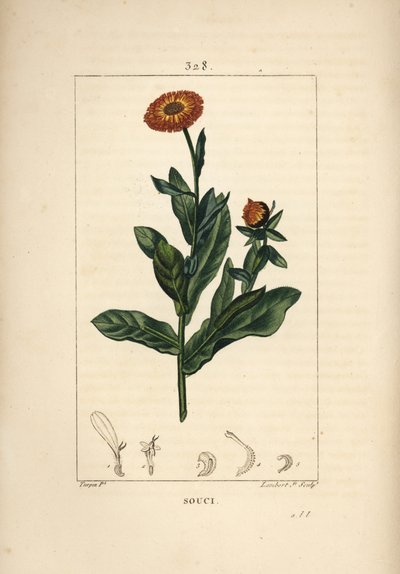 Ringelblume, Calendula officinalis, mit Blume, Blatt und Stängel. Handkolorierte Punktkupferstich von Lambert Junior nach einer Zeichnung von Pierre Jean-Francois Turpin aus Chaumeton, Poiret und Chamberet