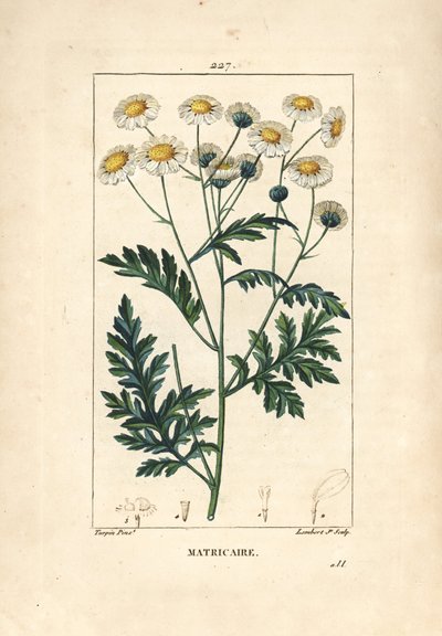 Mutterkraut - Fieberkraut, Matricaria vulgaris von Pierre Jean Francois Turpin