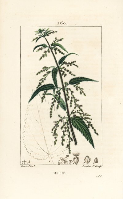 Brennnessel - Gewöhnliche Brennnessel, Urtica dioica, mit Blüte, Samen, Stängel und Blattriss. Handkolorierte Punktkupferstich von Lambert Junior nach einer Zeichnung von Pierre Jean-Francois Turpin aus Chaumeton, Poiret und Chamberet