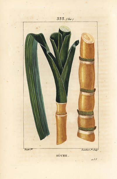 Edles Zuckerrohr, Saccharum officinarum, Stängel und Blatt von Pierre Jean Francois Turpin