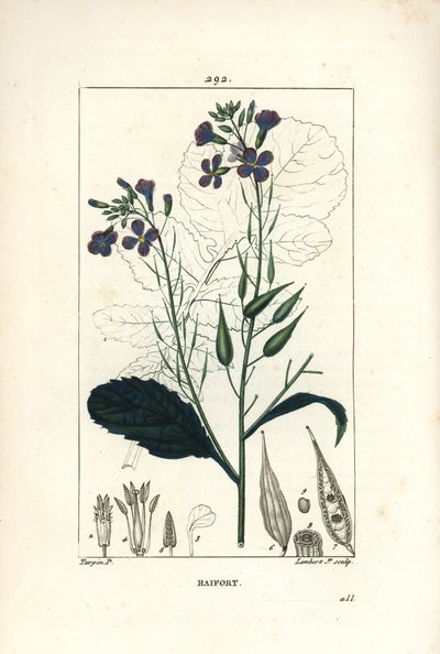 Radieschen - Radieschen, Raphanus sativus, mit Blüte, Blatt, Samen und Blattriss. Handkolorierter Kupferstich von Lambert Junior nach einer Zeichnung von Pierre Jean-Francois Turpin aus Chaumeton, Poiret und Chamberet