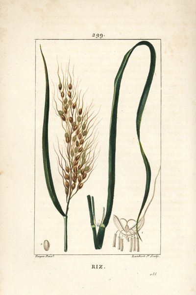 Reis - Reis, Oryza sativa, mit Blatt, Samen und Stiel von Pierre Jean Francois Turpin