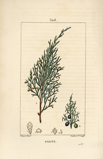 Sabiner Wacholder, Juniperus sabina, mit Beere, Blatt, Stiel und Samen von Pierre Jean Francois Turpin